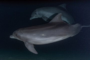 Naklejka premium Dolphins swimming in the Red Sea, Eilat Israel 