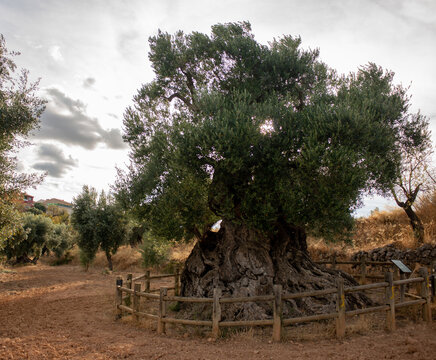 Monumental olive tree in Horta de San Joan (Tarragona) popularly called "Lo Parot"