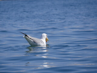 A large white gull swims on the sea in the bay on a sunny spring day. Seabirds searching for food near the shoreline. 