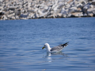 A large white gull swims on the sea in the bay on a sunny spring day. Seabirds searching for food near the shoreline. 