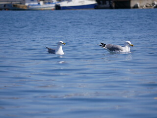 A large white gull swims on the sea in the bay on a sunny spring day. Seabirds searching for food near the shoreline. 