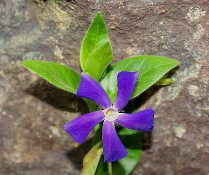 A close-up photo of a purple herbaceous periwinkle from Turkey