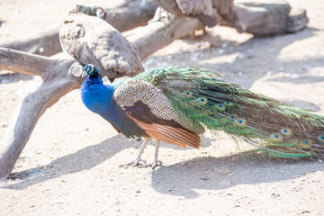 Beautiful peacock head. Portrait of beautiful peacock. Indian or blue peafowl. Peacock - peafowl...