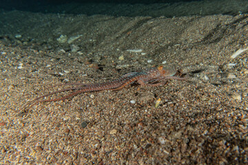 Octopus king of camouflage in the Red Sea, eilat israel 
