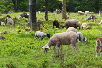 Natural livestock keeping - mixed herd of sheep and goats grazing among trees (Black Forest,...