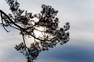closeup pine tree branch on pale sky background