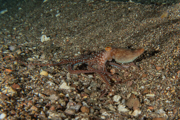 Octopus king of camouflage in the Red Sea, eilat israel 
