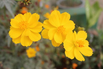 yellow flowers in the garden