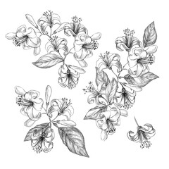 Blooming Lemon. Set of Lemon Flowers. Sketch of Lemon tree Flowers and Leaves on White Background. Black and White line drawn. Botanical illustrations vintage