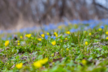 Fototapeta premium beautiful spring forest glade covered by blue snowdrop flowers