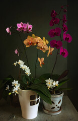 Still life with blooming orchids in ceramic pots. Vintage.