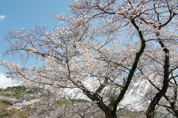 神奈川県の桜名所の一つである山北町の桜