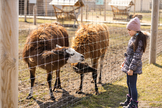 Adorable little girl feeding alpaca at the zoo on sunny day