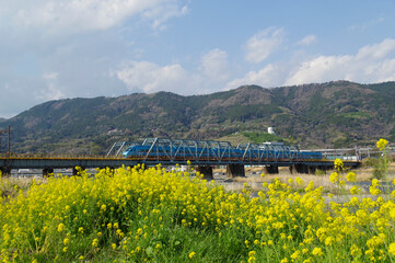 小田急線の酒匂川鉄橋と菜の花