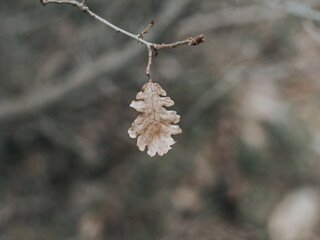 Dry lonely oak leaf on a branch. Blurred background.