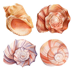 Set of watercolor seashells isolated background. 