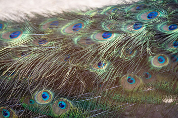full frame abstract background with some colorful peacock feathers