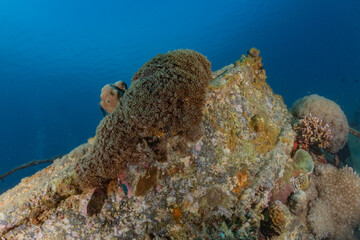 Coral reef and water plants in the Red Sea, Eilat Israel
