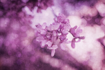  beautiful violet blooming Jacaranda tree on a warm spring day in Spain