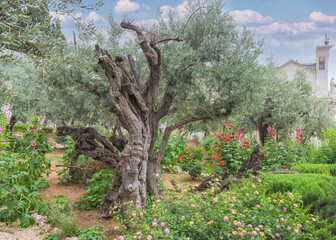 Gethsemane, a garden at the foot of the Mount of Olives in Jerusalem. Ancient olive trees in the Garden of Gethsemane. Holy places of pilgrimage