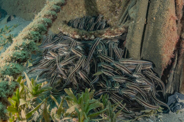 Fototapeta premium Fish swim in the Red Sea, colorful fish, Eilat Israel 