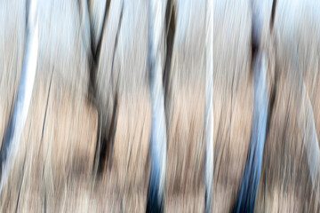 Creative panning long exposure Trees in forest photography