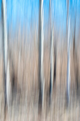Creative panning long exposure Trees in forest photography