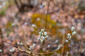 blooming willow twigs with raindrops in the forest, horizontal