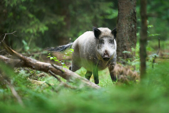 Wildschwein