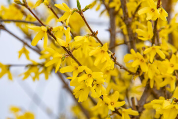 Obraz premium Yellow forsythia flowers. Yellow blossoms of forsythia bush. First blooming bush in spring