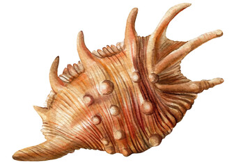 Seashell on isolated white background, watercolor illustration, hand drawing sea shell