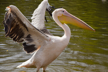 A great white pelicans in St James's Park, London. Six pelicans, free to come and go as they please, call the park their home and are a major attraction for visitors.