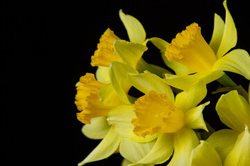 Daffodils on a black background. Yellow flowers on a dark background. First spring flowers