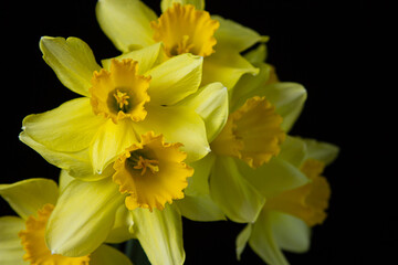 Fototapeta premium Daffodils on a black background. Yellow flowers on a dark background. First spring flowers