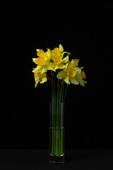 Daffodils on a black background. Yellow flowers in a glass vase on a dark background. First spring flowers