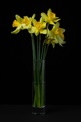 Daffodils on a black background. Yellow flowers in a glass vase on a dark background. First spring flowers