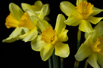 Fototapeta premium Daffodils on a black background. Yellow flowers on a dark background. First spring flowers