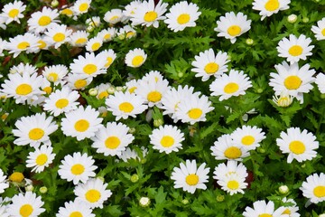 ノースポール　ミニマーガレット　スノーデイジー