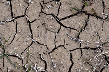 Fototapeta premium Cracked and dried earth with grass, textured background of dry soil.