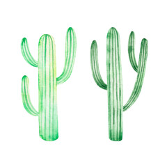 Watercolor hand drawing cacti isolated on white background. Desert plants. Mexican holiday. Cinco de mayo.