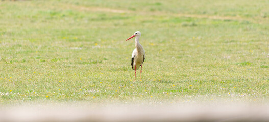 Obraz na płótnie Canvas An adult white stork stands on a green meadow at the beginning of spring. Taken in Burgos, Spain, in April 2021.