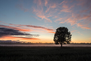 Fototapeta na wymiar a lonely tree at sunset