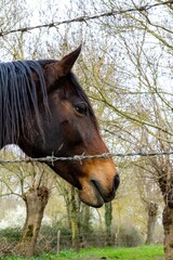Obraz premium portrait of horse in meadow