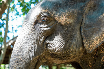 Focus on Elephant eye. Life style of elephant at elephant camp in Pattaya Elephant Jungle Sanctuary, Thailand.