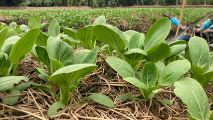 field of corn