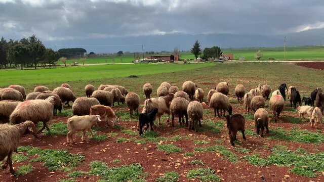 Sheep Grazing In A Field
