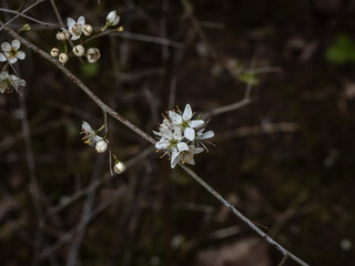 DARK DISPLAY OF WHITE FLOWERS