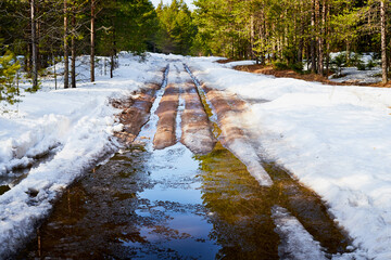 Dirty road in the snow in the middle of spruce and pine forests in early spring