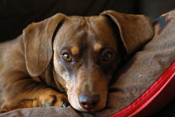 portrait of a dachshund resting on pillow