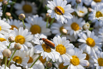 Blister beetle sitting on a white marguerite daisy flower close-up